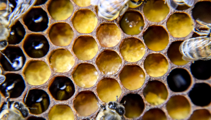 蜂蜡是什么 蜂蜡是什么东西