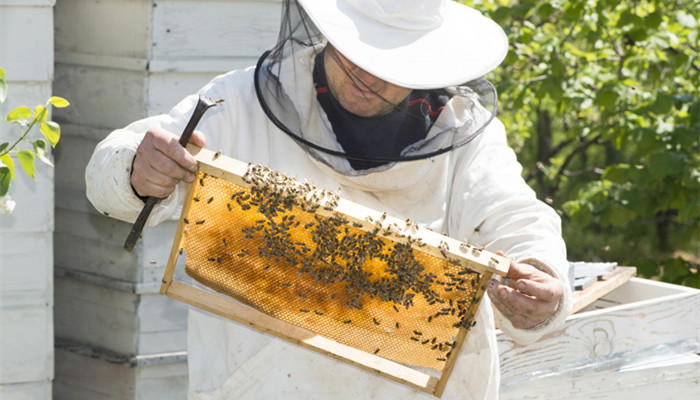 蜂蜡是什么 蜂蜡是什么东西
