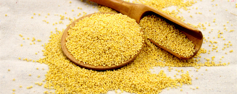 糜子是什么 什么是糜子