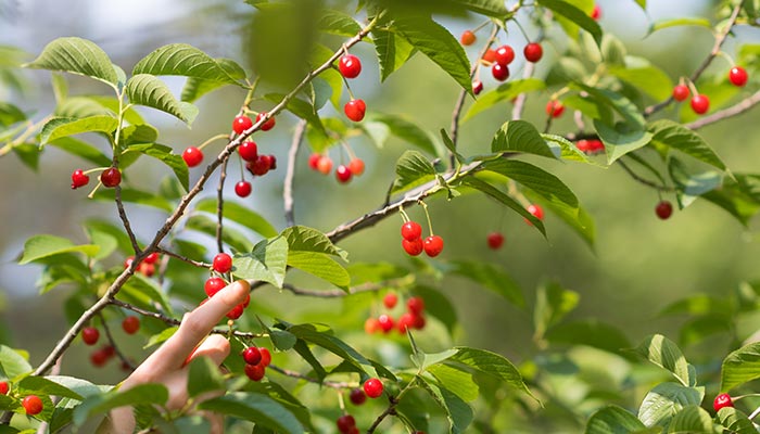 樱桃树的特点 樱桃树的特点有哪些