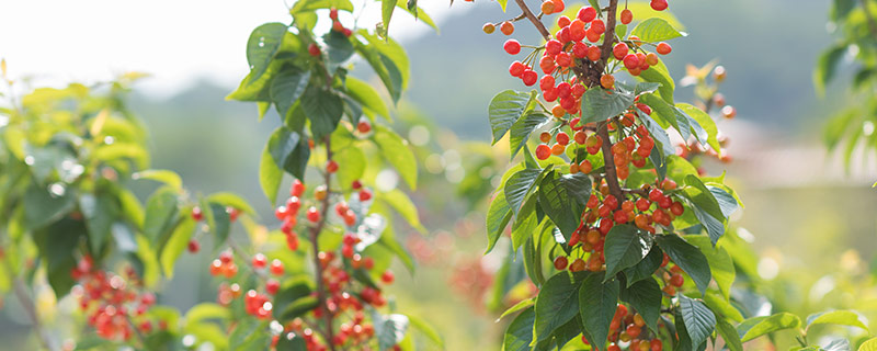 樱桃树的特点 樱桃树的特点有哪些