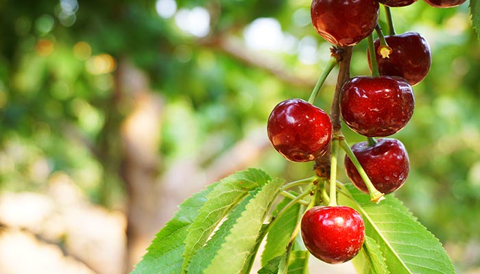 樱桃树的特点 樱桃树的特点有哪些