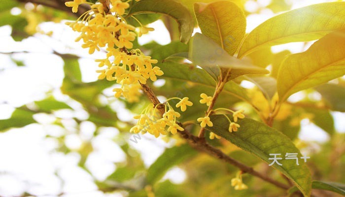 桂花怎么保存 桂花怎么保存起来