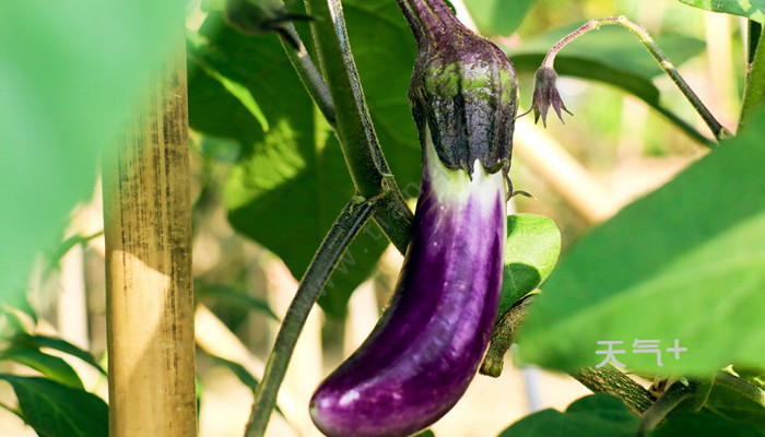 茄子什么季节成熟 茄子什么时候成熟