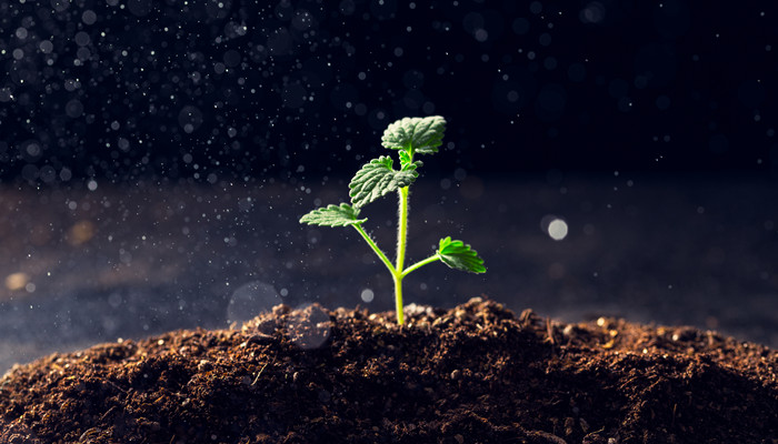 黄泥土怎么调变肥沃 怎么把黄泥土变肥沃