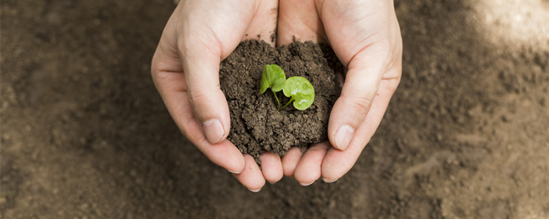 黄泥土怎么调变肥沃 怎么把黄泥土变肥沃
