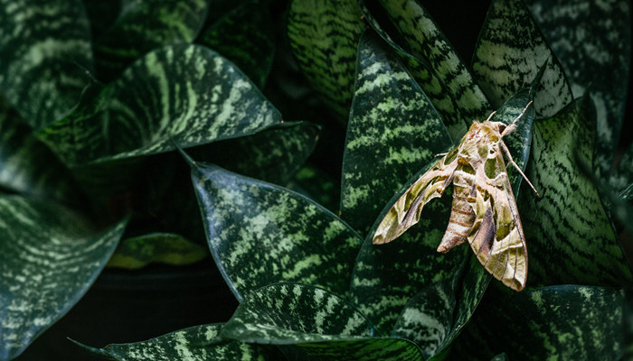 飞蛾为什么扑火 飞蛾为什么扑火寓意