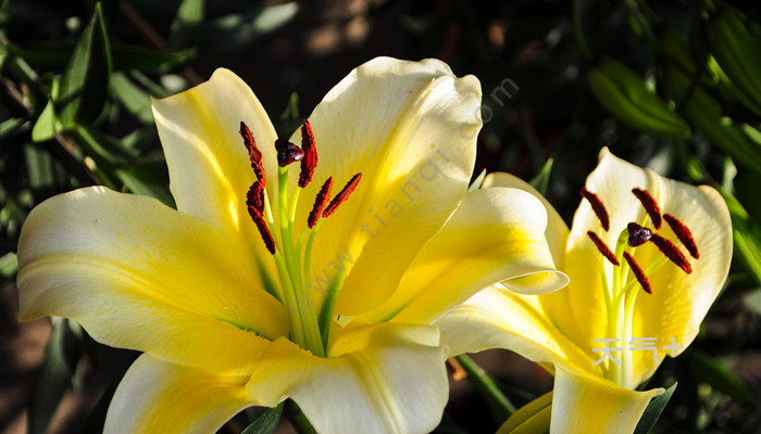 百合花的特点 百合花的特点是什么