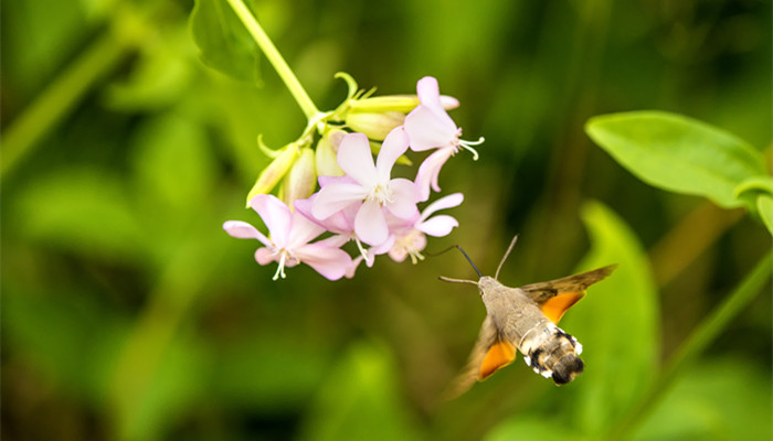 飞蛾为什么扑火 飞蛾为什么扑火寓意