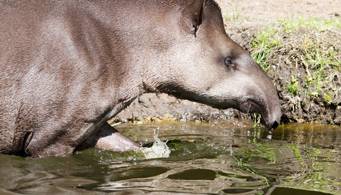 貘是什么动物 貘有什么特征