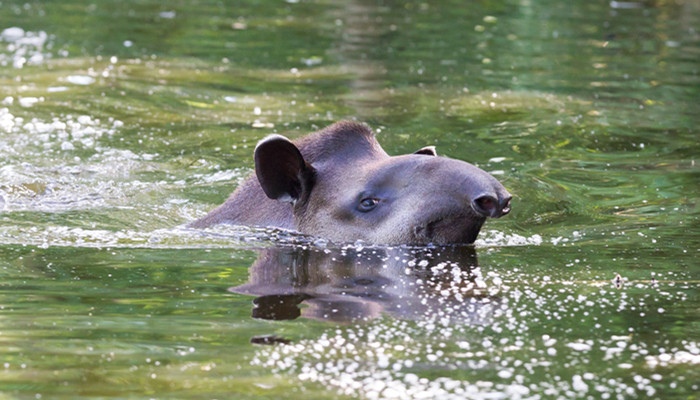 貘是什么动物 貘有什么特征