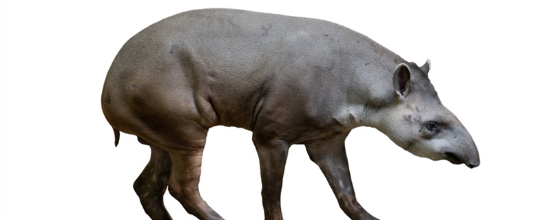 貘是什么动物 貘有什么特征