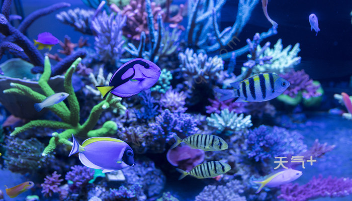 海洋里数量最多的生物是什么海洋里数量最多的生物是什么种类