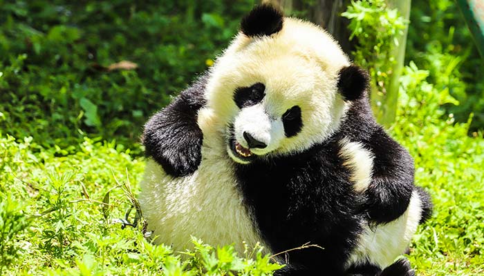 大熊猫生活在哪里 大熊猫生活在什么地方