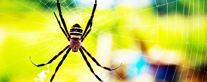 下雨前蜘蛛逃到哪儿去了 下雨前蜘蛛通常逃到哪儿去了