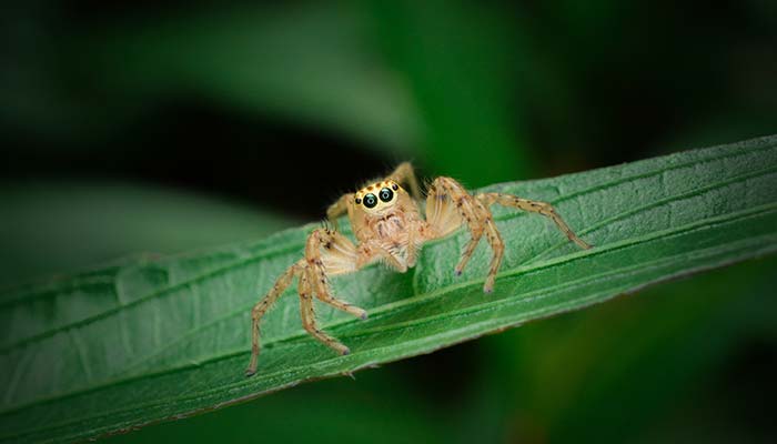 下雨前蜘蛛逃到哪儿去了 下雨前蜘蛛通常逃到哪儿去了