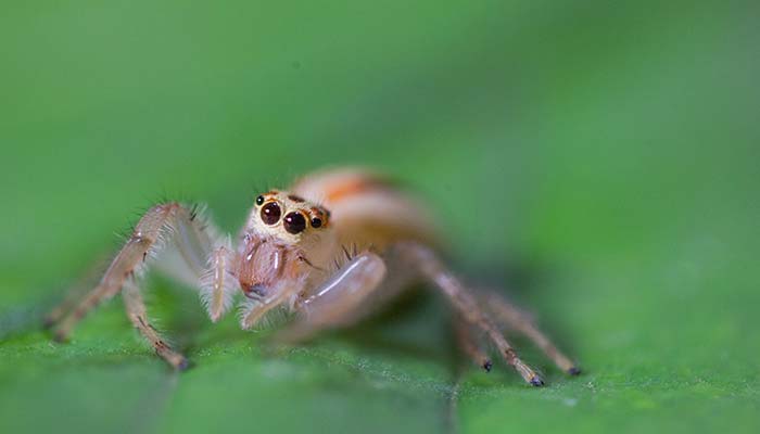 下雨前蜘蛛逃到哪儿去了 下雨前蜘蛛通常逃到哪儿去了