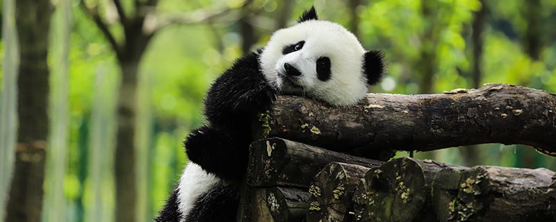 大熊猫生活在哪里 大熊猫生活在什么地方