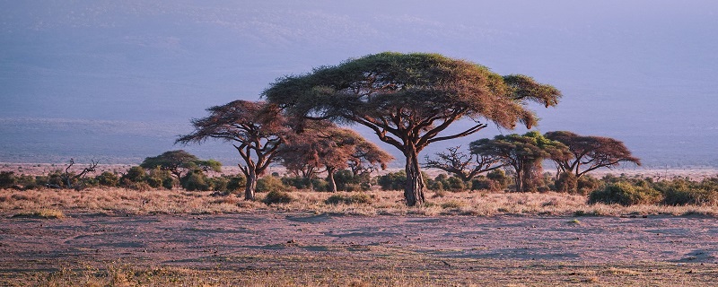 哺乳动物的特征 哺乳动物的特征是什么