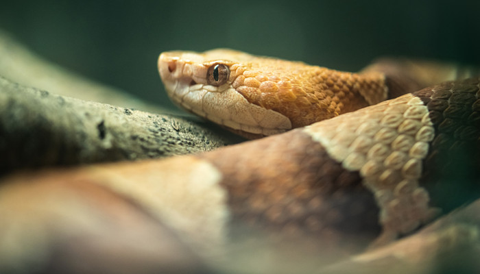 为什么金花蛇无翅却能飞 金花蛇会飞吗