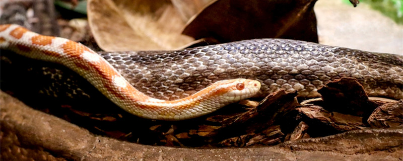 为什么金花蛇无翅却能飞 金花蛇会飞吗