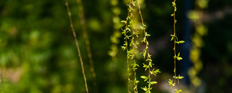 柳树的寓意和象征 柳树有什么寓意和象征意义