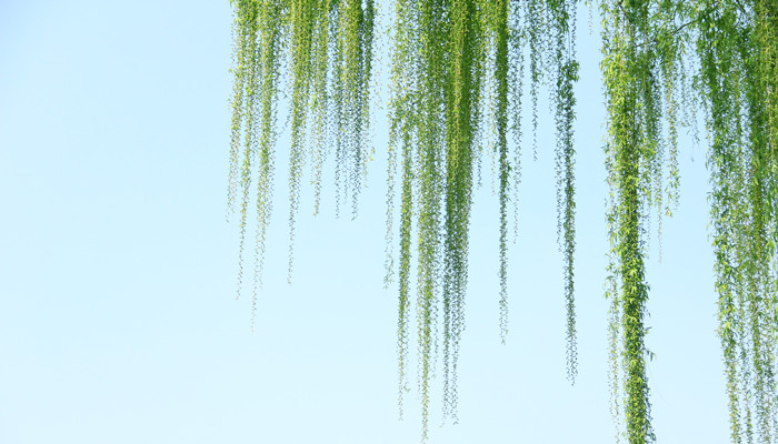 柳树的寓意和象征 柳树有什么寓意和象征意义