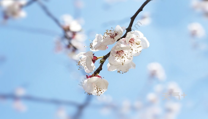 棠棣花是什么花 棠棣花是指什么花