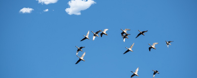 什么季节大雁往南飞 哪个季节大雁往南飞