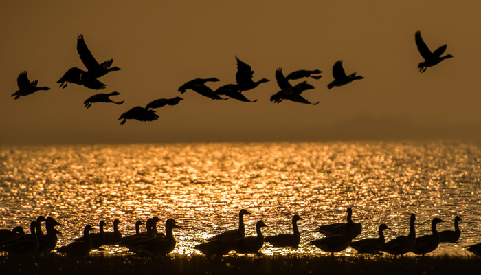 大雁为什么往南飞 冬天大雁为什么往南飞