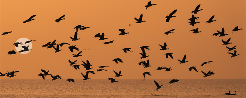 大雁为什么往南飞 冬天大雁为什么往南飞