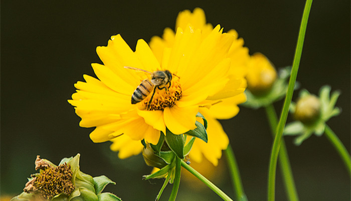 为什么蜜蜂蜇人后自己也会死掉 蜜蜂蜇人后为什么会死去