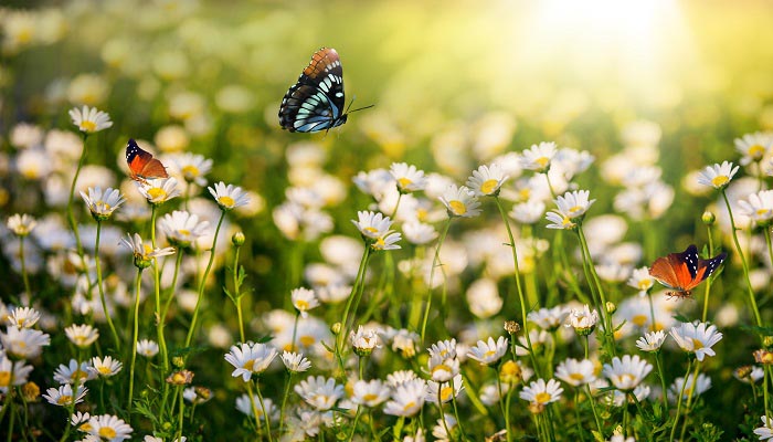 蝴蝶居住在哪里 蝴蝶居住的地方在哪里