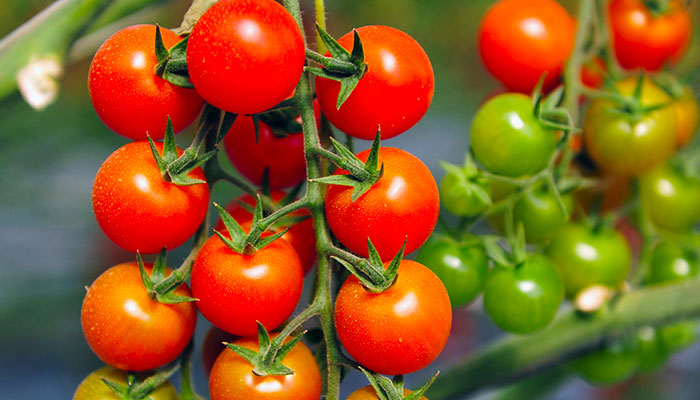 青西红柿能炒着吃吗有毒吗