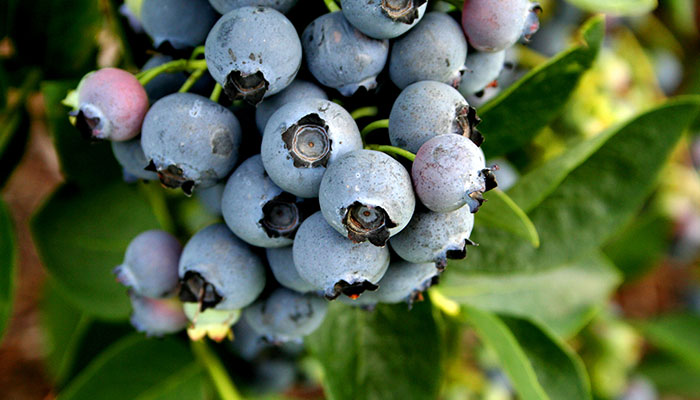 蓝莓酸的是还没熟吗