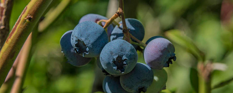 怎么种植蓝莓树 蓝莓树怎么种植