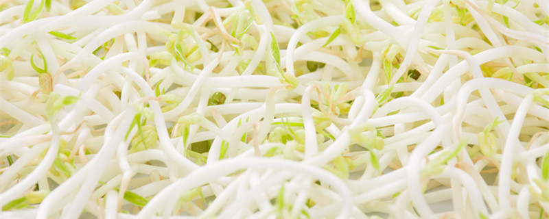 无根豆芽和有根豆芽的区别 豆芽是有根好还是无根好