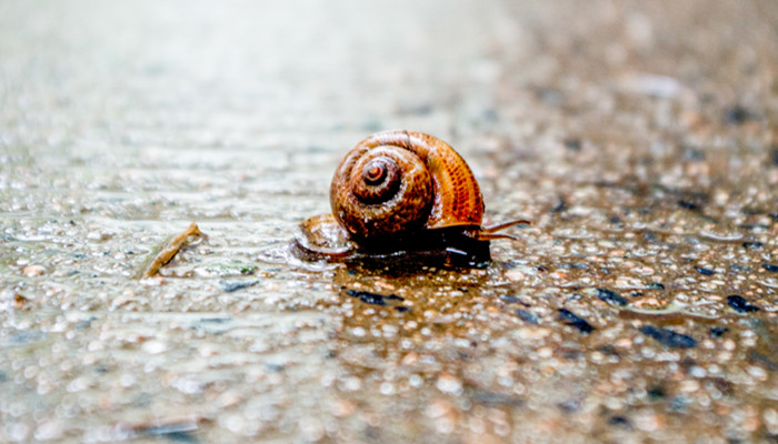 蜗牛壳碎了还能活吗 蜗牛壳全碎了还能活吗