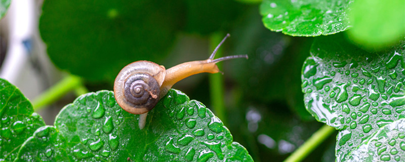 蜗牛没壳可以活吗 蜗牛没壳能活吗