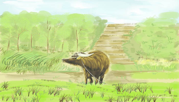 反刍动物有哪些 反刍的动物有哪些 