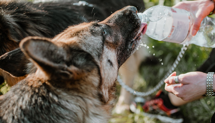 狼狗和德牧的区别 德牧和大狼狗有什么区别
