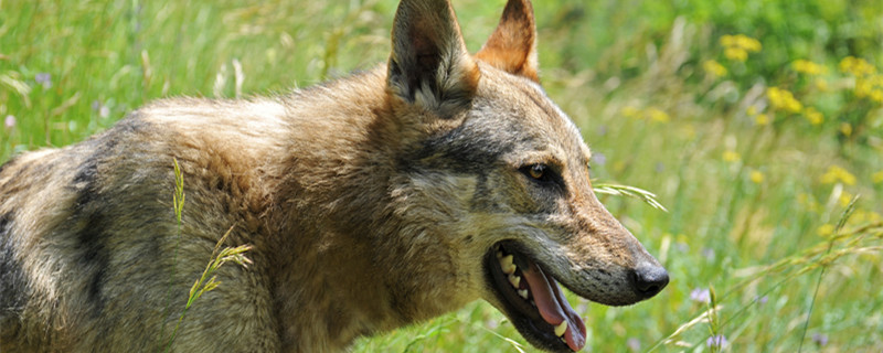 狼狗和德牧的区别 德牧和大狼狗有什么区别