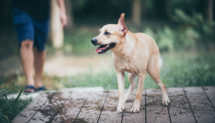 狼狗和德牧的区别 德牧和大狼狗有什么区别