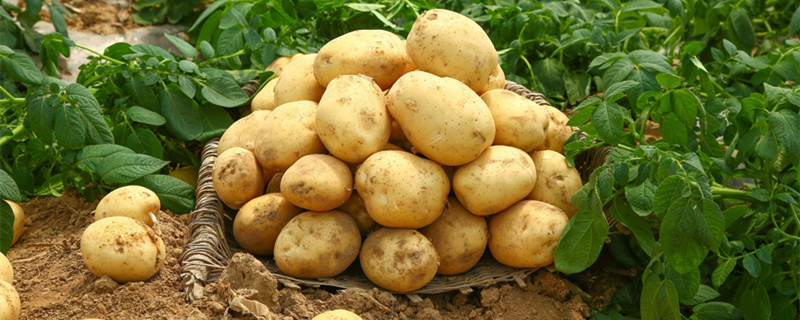 土豆的生长周期多少天 土豆的生长周期一般是多少天