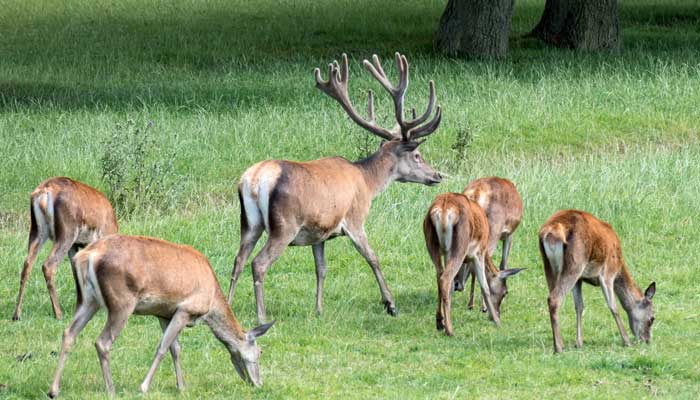 鹿茸和鹿角的区别  鹿茸和鹿角的区别在哪里