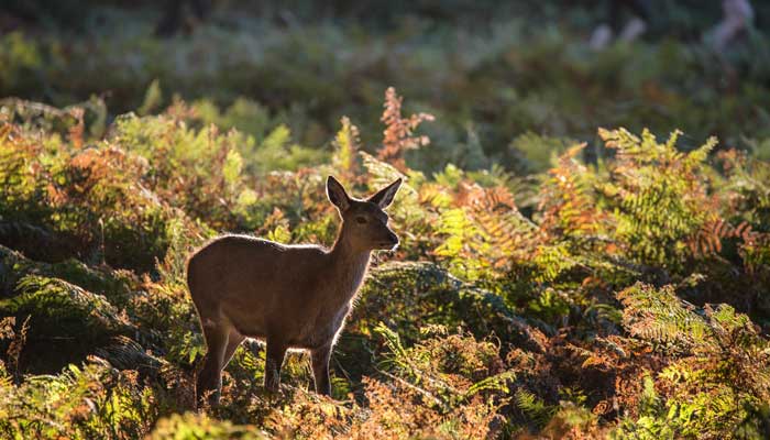 鹿茸和鹿角的区别  鹿茸和鹿角的区别在哪里