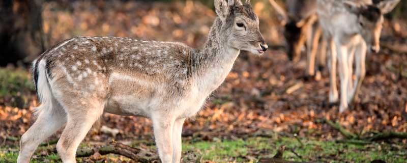 鹿茸和鹿角的区别  鹿茸和鹿角的区别在哪里