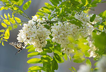 槐花是在什么季節(jié)幾月份開放 槐花什么時(shí)候開放