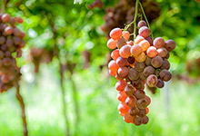 葡萄是夏季还是秋季成熟 葡萄哪个季节成熟
