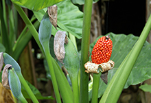 家里不能養什么花 家里不能養哪些花